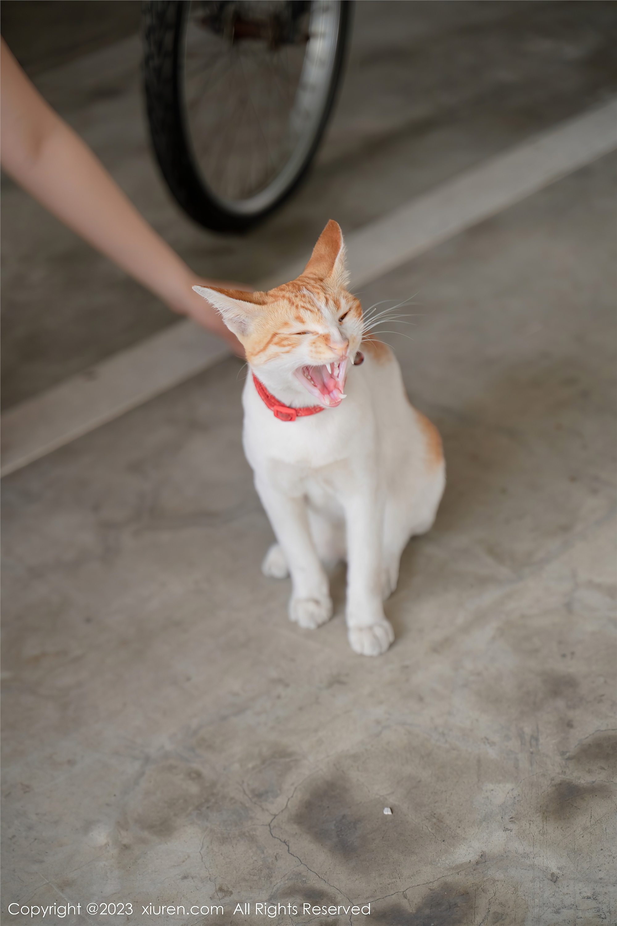 XiuRen秀人网  2023.05.25 NO.6798 艾希儿